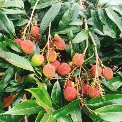 2025見!【斑花農田】台南東山玉荷包荔枝禮盒★產地直銷★在地小農★產季現採★端午送禮★免運：圖片 2